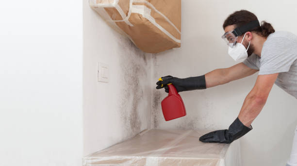 Professional Mold Cleanup technician working in Colonia, NJ