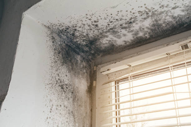 Affordable Mold Cleanup solutions in Colonia, NJ